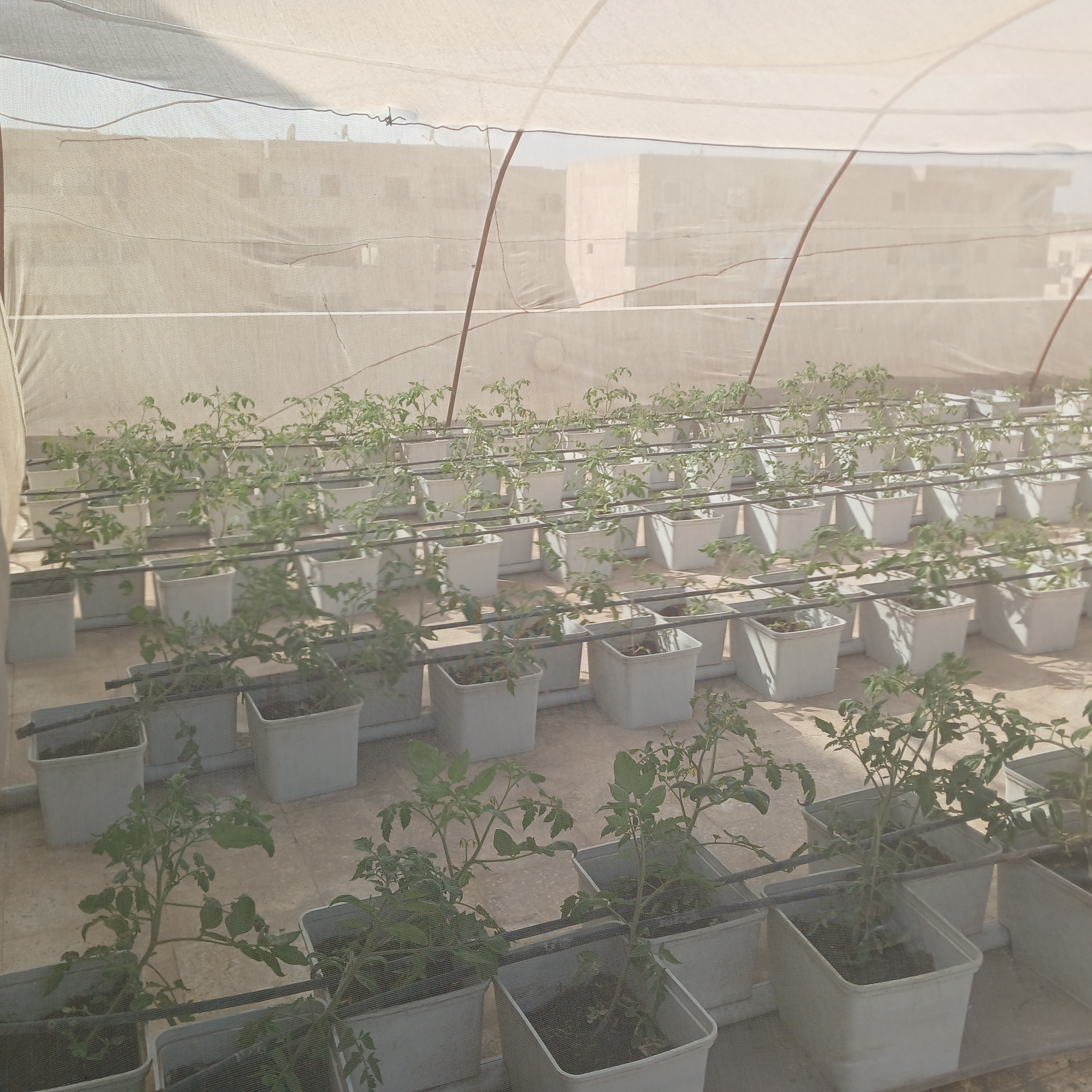 UK Partner Visit to Al-Asmarat District